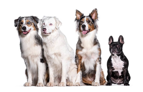 Best Dog Breeds for Families in the USA: A Comprehensive Guide