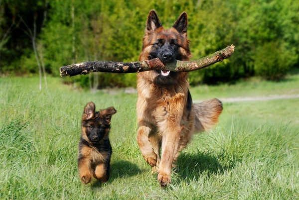 Raising Champions: How to Breed German Shepherds That Outshine the Rest